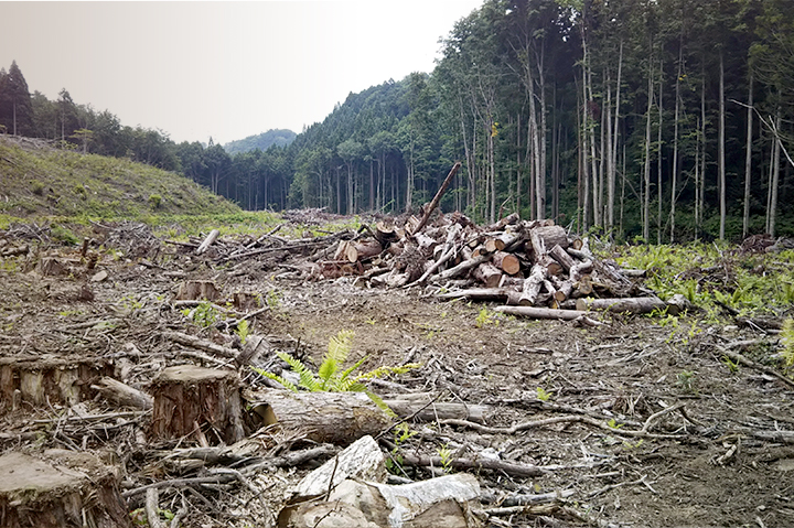 山林事業と発電事業の両立による、「木質バイオマス発電」